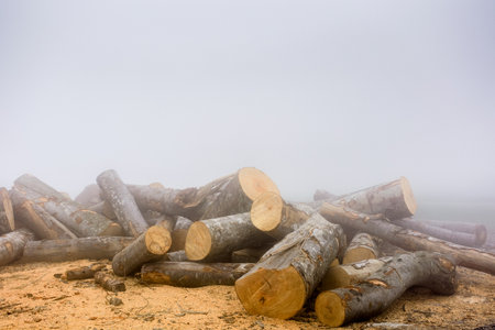 lumber on roadside with sawdust in morning fog. pile of firewood on the ground. romania is prepared for winter season with natural fuel from spruce timberの写真素材