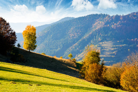 sunny autumn afternoon in mountain landscape. beautiful view of trees in fall foliage on the hillside. alps of carpathian countryside of ukraine on a sunny day under blue skyの写真素材