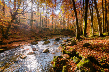 mountain river in autumn forest. carpathian nature scenery in fall season. rocks in the water that flows through primeval beech woods on a sunny dayの写真素材