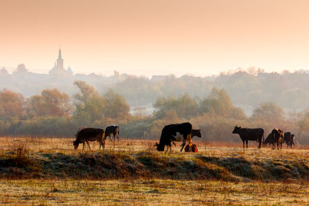 beautiful view of autumn countryside landscape in carpathian mountains. rural scene with cows grazing on meadow in frost. village behind trees with church on a hill in morning light under orange skyの写真素材