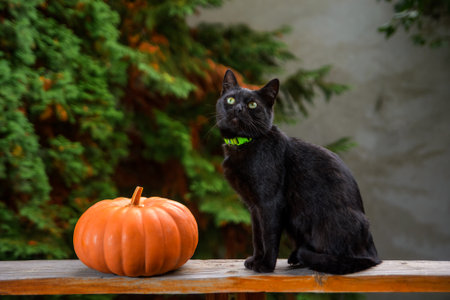 funny black cat and orange pumpkin on wooden plank of an outdoor terrace. pet animal with greenish eyes looking silly. rural garden in the blurred background. halloween or thanksgiving themeの写真素材