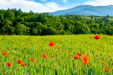 mountain landscape with red poppy flowers blooming on the green rural field. beautiful agricultural countryside of ukraine with forested hills on summer evening. blurred background narrow viewの写真素材