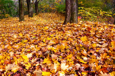 sunny scene with park trees in autumn leaves. scenic urban landscape of uzhhorod with ground covered...