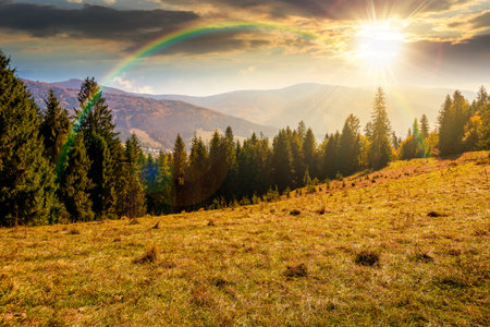 landscape with coniferous forest behind the meadow in autumn at sunset. nature background with blue sky and mountain ridge in evening light. alpine woodlandの写真素材