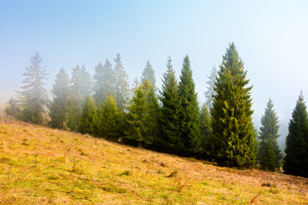 spruce trees on a hazy morning in carpathian mountains. beautiful landscape of ukraine under blue sky in autumn. wonderful nature background with sunlight coming through the fogの写真素材