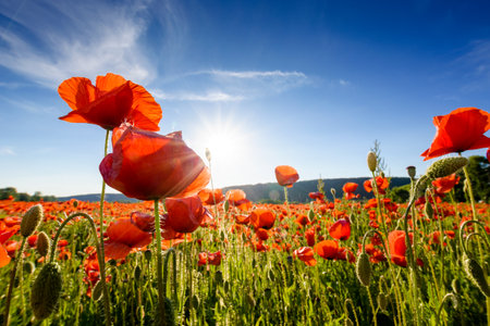 red poppy field at sunset. beautiful countryside landscape with flowers in rays of evening sun. sea of blooming poppies in summer. clouds on the blue sky. vibrant rural sceneの写真素材