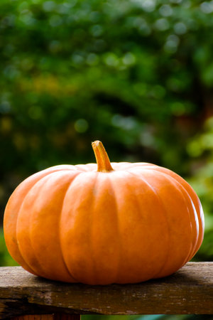 orange pumpkin on a wooden surface. beautiful background with copy space for thanksgiving or halloween concept. rural garden in autumn. rustic still life composition outdoorsの写真素材
