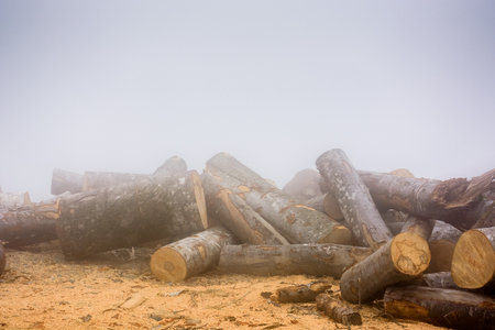 lumber on roadside with sawdust in morning fog. pile of firewood on the ground. romania is prepared...