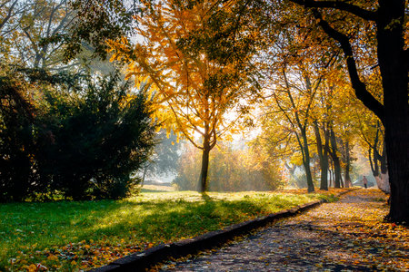 city park autumn scenery on sunny morning. trees in yellow leaves near path and green lawn. uzhhorod...