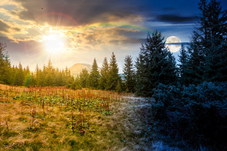 fir trees on a meadow. day and night time change concept. scenic landscape with coniferous forest in mountains under sky with sun and moon at twilight. beautiful alpine sceneryの写真素材