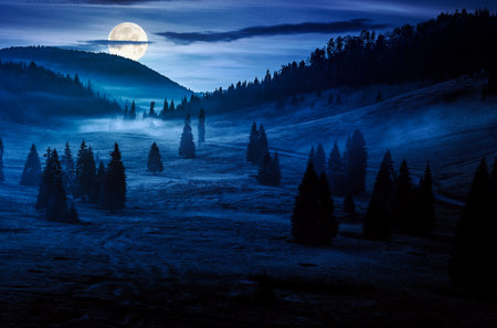 spruce forest on mountain hill side in fog at night. wonderful nature landscape in autumn in full moon light.の写真素材