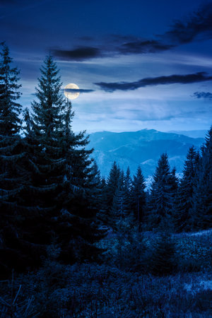 mountain landscape with evergreen forest in autumn at night. scenic place with coniferous trees on hillside under dark sky in full moon light. vertical backgroundの写真素材