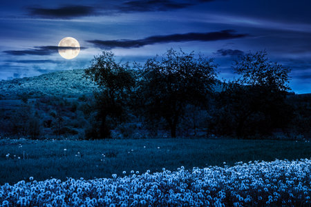 rural landscape with blooming dandelion field in spring at night. agriculture countryside background with mountain in full moon light. beautiful farmland with orchard in springtime. warm weatherの写真素材
