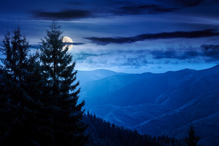 coniferous forest in mountains at night. beautiful spruce trees on a steep grassy slopes in autumn in full moon light. alpine scenery.の写真素材