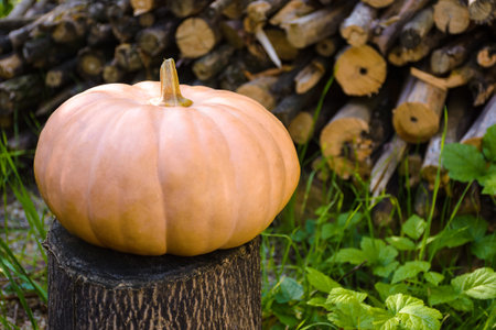 ripe muscat pumpkin autumn harvest. blurred background of rural outdoor environment. rustic garden with wood pile. backdrop for halloween or thanksgiving day in autumn season. cozy countrysideの写真素材