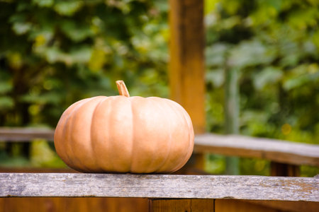 ripe muscat pumpkin autumn harvest. blurred background of rural outdoor environment. rustic terrace with wood plank. backdrop for halloween or thanksgiving day in autumn season. cozy countrysideの写真素材
