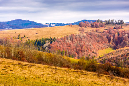 countryside mountain landscape in autumn. beautiful place of transcarpathia. scenery with forest on rolling hills. beauty in nature and rural europe sustainability conceptの写真素材