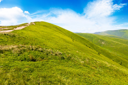 alpine meadows in carpathian mountains of ukraine in summer. beautiful view of rolling hills with lush green grass under blue sky on a sunny day. travel destination background of borzhava ridgeの写真素材