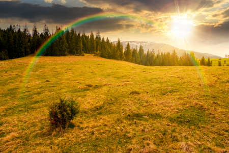 mountain landscape with spruce forest in spring at sunset. green meadow on the hill in evening light. distant range with peaks in snow under sky with clouds and rainbow. beautiful countryside sceneryの写真素材