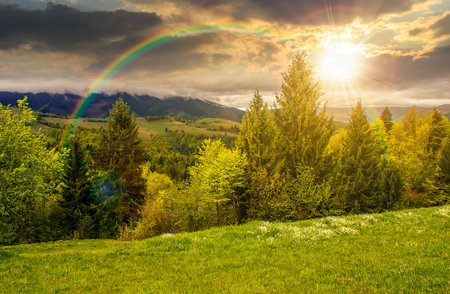spruce forest on a hill side meadow in high mountains on a cloudy spring sunset. countryside landscape for sustainability background in evening light.の写真素材