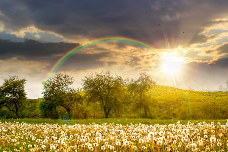 rural landscape with blooming dandelion field in spring at sunset. agriculture countryside background with mountain in evening light. farmland with orchard in springtime. warm weatherの写真素材