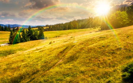 spruce forest on a grassy hillside at sunset. beautiful summer landscape in mountains in evening light. countryside scenery for travel. timeless nostalgia book cover with rainbowの写真素材