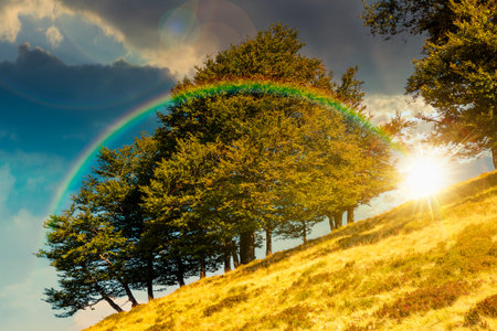 beech forest on the hill in late summer at sunset. mountains under blue sky clouds in evening light. beautiful green environment background for timeless nostalgia book coverの写真素材