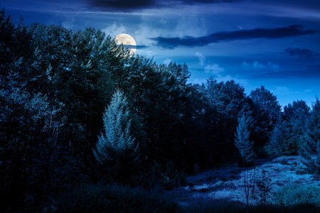 beech forest on the hill in late summer at night. mountains under dark sky clouds in full moon light. beautiful green environment backdrop for adventures or wilderness conceptsの写真素材