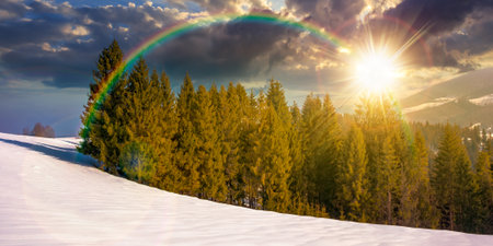 spruce forest on the snow covered meadow at sunset. beautiful panoramic winter landscape in mountains in evening light. cold wintry scene outdoor adventure. timeless nostalgia book cover with rainbowの写真素材