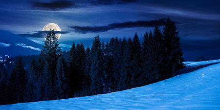 spruce forest on the snow covered meadow at night. beautiful panoramic winter landscape in mountains in full moon light. cold wintry scene. backdrop for fiction art or mystery conceptsの写真素材