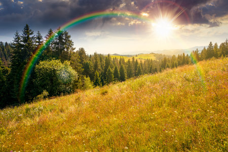coniferous forest on a steep hillside meadow in summer at sunset. mountain landscape in evening...