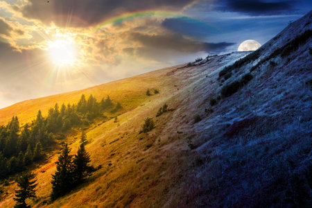coniferous forest in mountains. day and night time change concept. beautiful spruce trees on a steep...