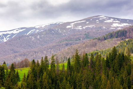 coniferous forest of carpathian mountain landscape in spring. lush green nature environment with...