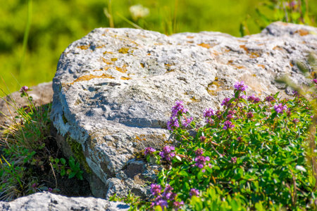 closeup picture of purple creeping thyme plant in summer. wild thymus serpyllum spices blooms on a rock background. fresh flowering nature wallpaper of herbal varieties in carpathian alps of ukraineの写真素材