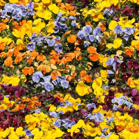 Carpent from some colour flowers. Seamless tile for a background, wallpaper, etc. If it is connected left to right and up to down, then cover area will be 16 Mpx without lost of resolutionの写真素材