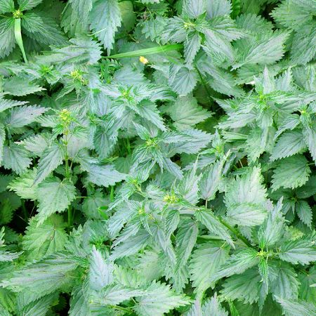 Shrub of young great nettle. Seamless  tile for a background, wallpaper, etc. If it is connected left to right and up to down, then cover area will be 16 Mpx without lost of resolution の写真素材