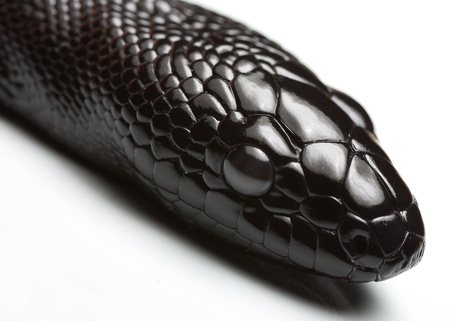 juvenile black headed python up closeの写真素材