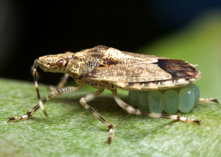 Shield bug guarding its young