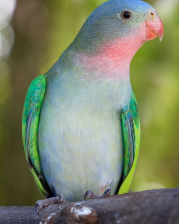 a portrait of a princess parakeetの写真素材