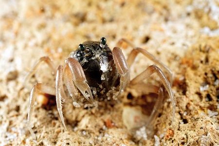a single black soldier crab on sandの写真素材