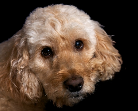 a portrait shot of a spoodle, a cross between a spaniel and poodle