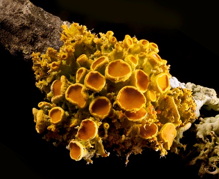 a closeup of a clump of fungus on a twigの写真素材