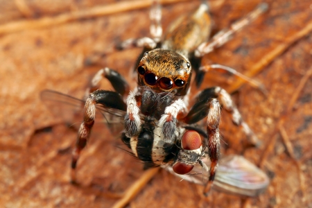 jumping spider , having caught a banded fly