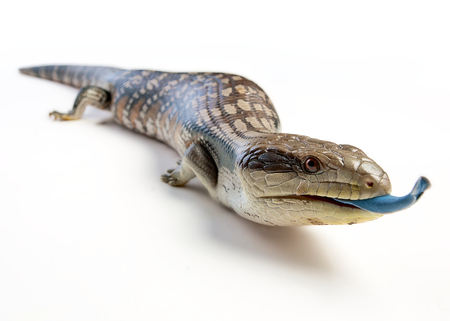 a blue tongue lizard poking its tongue out on a white backgroundの写真素材