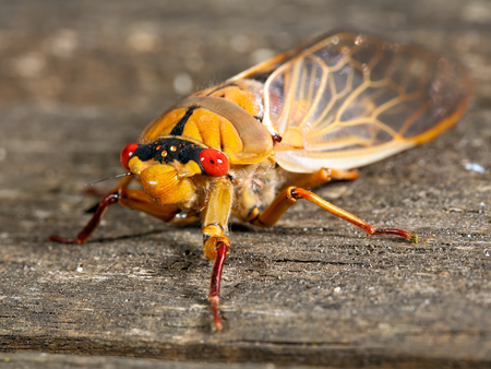 a Rare Green Grocer Cicada  Cyclochila australasiae 