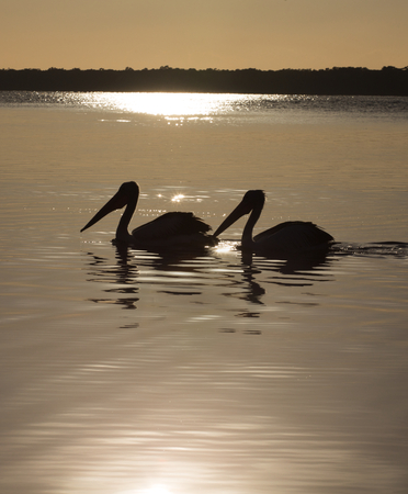 two pelicans in silhouette の写真素材