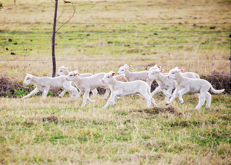 eight suffolk lambs running through a fielの写真素材