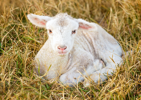 a day old white suffolk sheep lambの写真素材