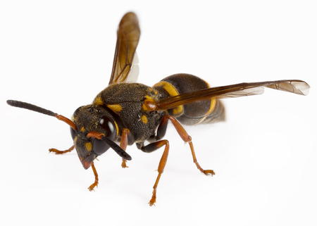 A mason wasp on a white backgroundの写真素材