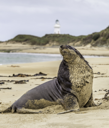 Sea lion with lighthouse in the backgroundの写真素材